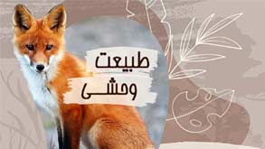 طبیعت وحشی
